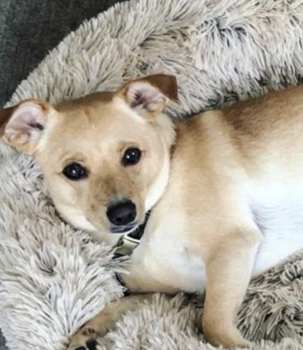 Top Dropshipping Pet Products [24/7] Monitor