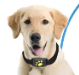 Top Dropshipping Pet Products [24/7] Monitor