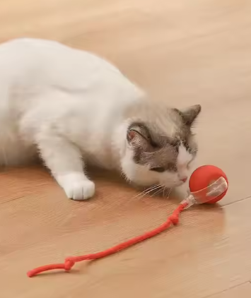 Top Dropshipping Pet Products [24/7] Monitor
