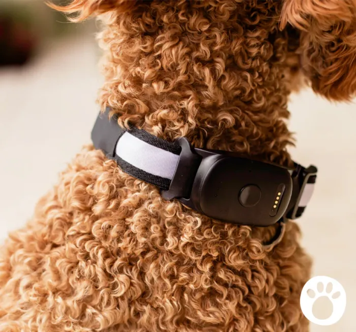 Top Dropshipping Pet Products [24/7] Monitor