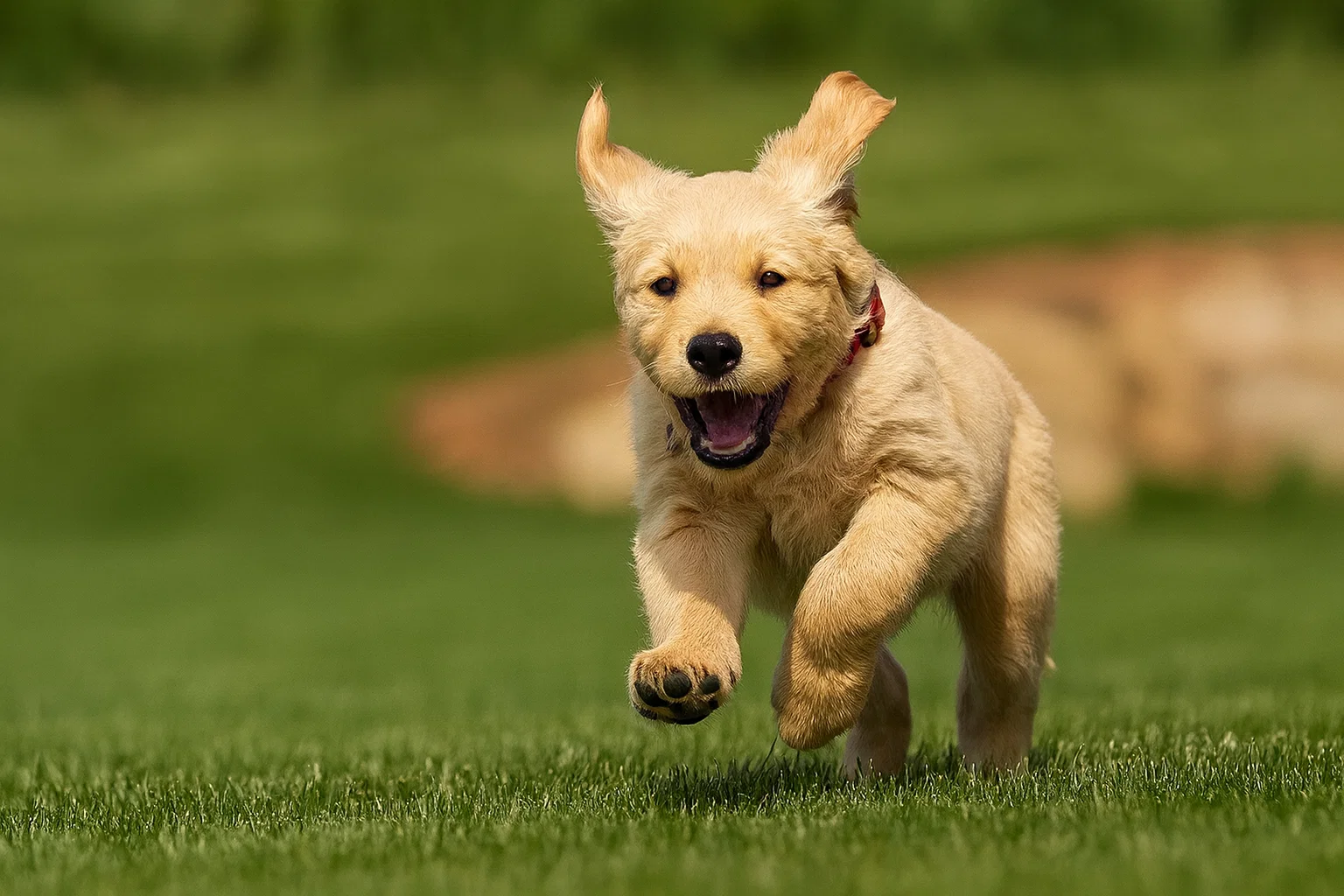 Chiot Golden Retriever courant sur l'herbe, montrant comment transformer une jolie photo en musique.
