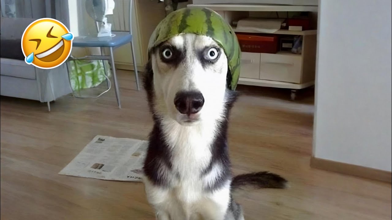 Funny Animal Thumbnail